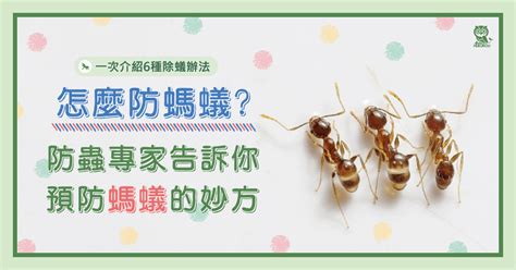 浴室有螞蟻|怎麼防螞蟻？螞蟻大軍怕什麼？居家螞蟻防治專家告訴。